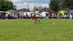 8 Отл. АЛИША из Фортуна Мерди +++ №214. Главная выставка немецких овчарок России 2025