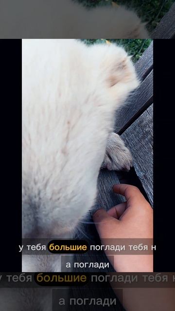 научу белку выполнять команду дай лапу.mp4