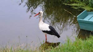 Белый аист ( Ciconia ciconia )