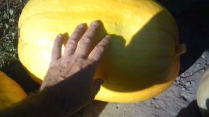 Обзор сегодняшних срезанных тыкв сортов: Богатырская Сила, Голиаф и Улыбка