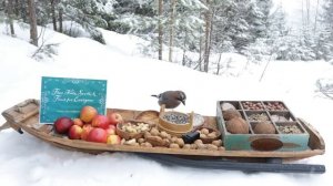 Передвижная кормушка для птиц - Отдых с Белками и Птицами ( 1 Час )