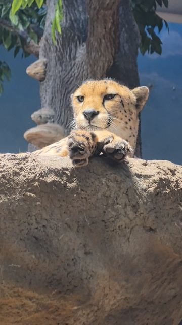 лето 2025.mp4 смотреть онлайн