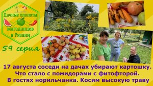 Соседи убирают картошку. Что стало с помидорами с фитофторой. Норильчанка в гостях. Косим траву