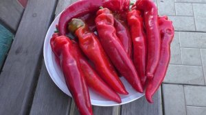 Уборка жгучих перцев