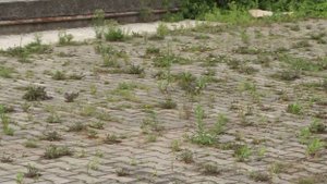 Местные жители недовольны ситуацией с благоустройством площадок в микрорайоне Прибрежный в Вологде