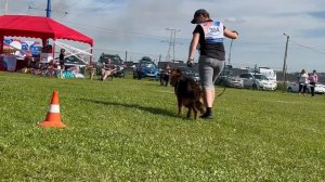 6 ОП Erben Welt Stern FABIANA №304. Главная выставка немецких овчарок России 2025