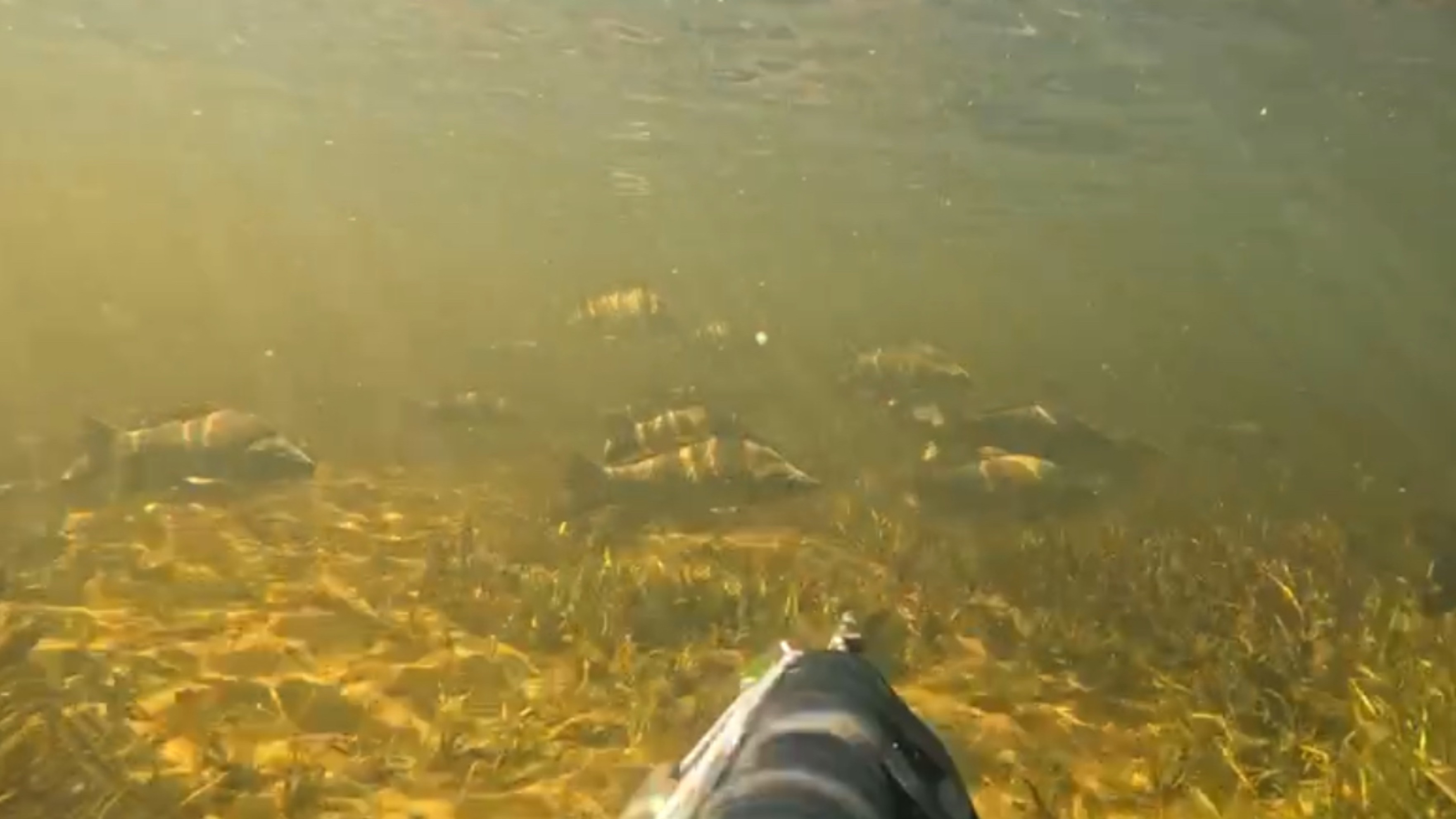 ВОТ ЭТО УДАЧА😱😱. Встретил ОГРОМНЫЕ СТАИ САЗАНОВ на Подволной Охоте в протоках ВОЛГИ смотреть онлайн