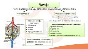 Видео-лекция №13 Лимфатическая система