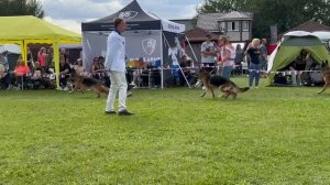 ВЕТЕРАНЫ СУКИ / Главная выставка немецких овчарок России 2025