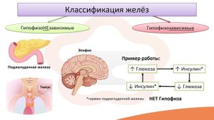 Видео-лекция №9 Общие сведения об эндокринной системе