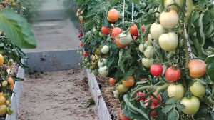 17 августа 2025г. Дачные дела. Обзор. Грядут перемены.