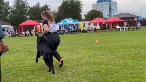 18 Отл. Aderheiden Hof SAJMON +++ №72. Главная выставка немецких овчарок России 2025