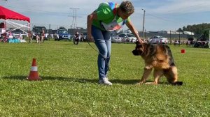 2 П Pax Deorum RENESMA №311. Главная выставка немецких овчарок России 2025