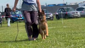 19 ОП Regul Lait PELAGEYA №127. Главная выставка немецких овчарок России 2025