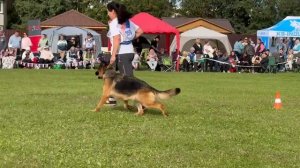 10 Отл. Goldene Bienenstock KLEOPATRA +++ №209. Главная выставка немецких овчарок России 2025