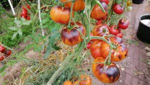 Томат Мордовское Очарование