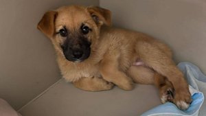 Щенок с поломанной лапкой просит помощь