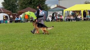 11 Отл. HARLAMOFF Lichtenstein-Ost +++ №81. Главная выставка немецких овчарок России 2025