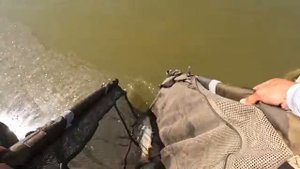 Разведал водоём с карпами, рыбалка в завоз.