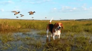 Бигль (рок баллада)