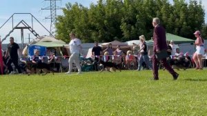 БЕБИ КОБЕЛИ / Главная выставка немецких овчарок России 2025 (Husain, Герлеман, Шайхудинов, Швец)