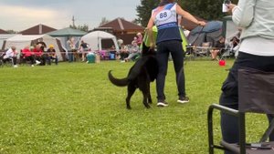 14 Отл. RACCO v. Conneforde +++ №88. Главная выставка немецких овчарок России 2025