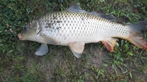 Я поймала большого сазана!