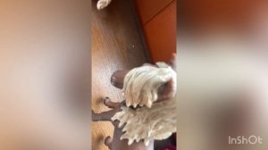 Фильм «Принцесса»❤️🔥:Исчезновение😱 королевы