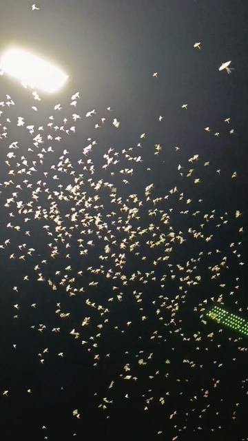 Паденка. Жизнь как миг смотреть онлайн