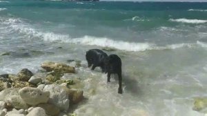 Наши ризеншнауцеры в Херсонесе. Пуля и Баска. Август. Севастополь.