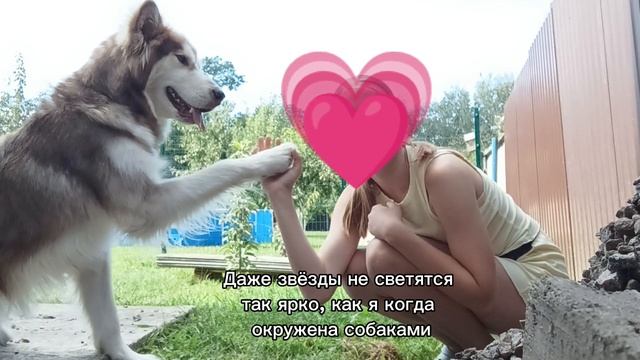 Люблю собак 
