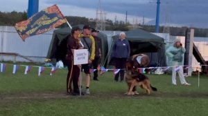 4 место «Зависть Богов» / Главная выставка немецких овчарок России 2025