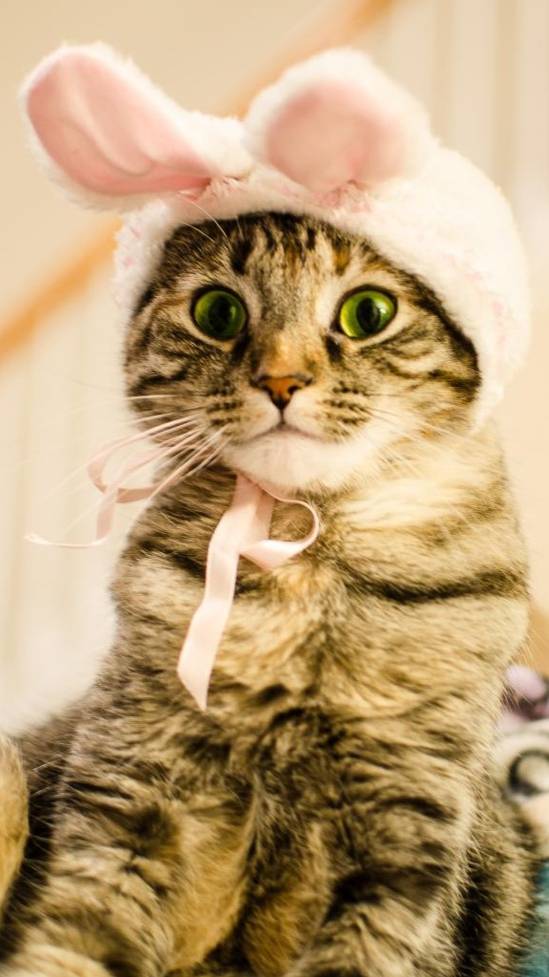 Котики смотреть онлайн