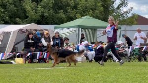 5 Оч/хор ТАЛИСМАН из Поместья Боговик №264. Главная выставка немецких овчарок России 2025