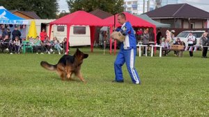 YAMAMOTO v. Mair Hof - №289. Главная выставка немецких овчарок России 2025