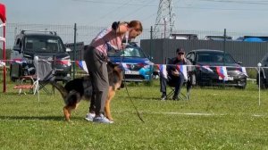 8 ОП ВИЗАНТИЯ ГРИФИНДОРС №308. Главная выставка немецких овчарок России 2025