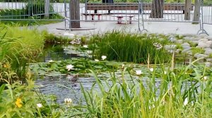 Небольшой пруд в парке Зарядье. Цикл Старинные пруды России.