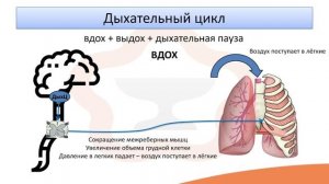 Видео-лекция №15.1 Механизм вдоха и выдоха