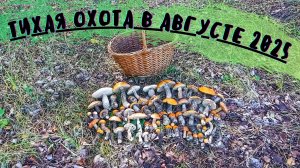 ДВА дня на ТИХОЙ ОХОТЕ/ Грибной МАРАФОН/ БЕЛЫЕ ,ПОДОСИНОВИКИ, ПОДБЕРЁЗОВИКИ в АВГУСТЕ 2025/
