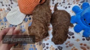 Июльские наггетсы