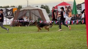 Группа производителя АМИР ХОГВАРТС / ПК Главная моно немецких овчарок 2025