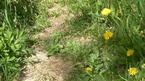 Посмотрите одуванчики города Зеи и РАССЛАБТЕСЬ