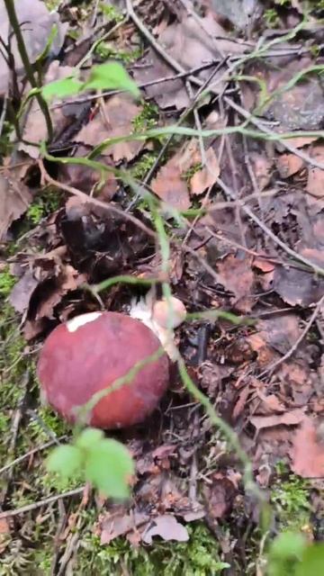 охота 19-08-2025 смотреть онлайн