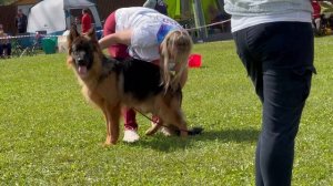 4 Оч/хор FELIPE v. Huhnegrab №262. Главная выставка немецких овчарок России 2025