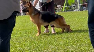 8 Оч/хор UVE v. Haus Licher №44. Главная выставка немецких овчарок России 2025