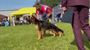 1 ОП Ирендорф ДЕЙМОН №250. Главная выставка немецких овчарок России 2025