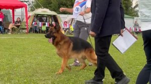 2 О/Отл. КЧК ДЖОКЕР ф. Дойчем Боден +++ №78. Главная выставка немецких овчарок России 2025