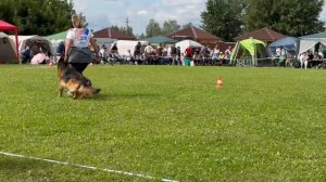 2 О/Отл. КЧК Shabardhof ZAKIRIYA +++ №350. Главная выставка немецких овчарок России 2025