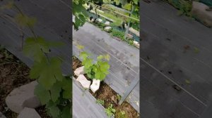Мильдию атакует виноградник 19.08.2025 обработка пергадо зокс.