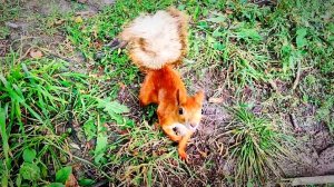 И орешки всё грызёт